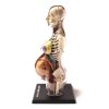 Human Pregnancy Torso Anatomy Model - by Thames and Kosmos